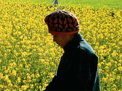 Weather, higher acreage may lead to good mustard output