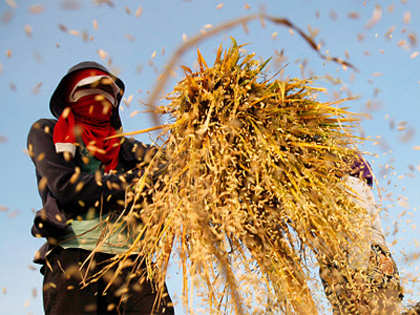 Paddy harvesting starts in Punjab, Haryana; late rains improve sentiment