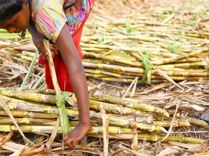Crushing hit as sugarcane farmers launch protest over wage delay - The  Economic Times