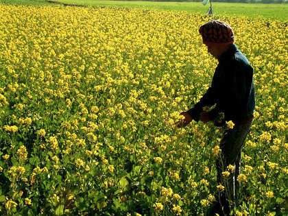Scientist who developed GM Mustard hopeful of government's nod