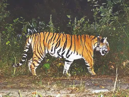 West Bengal seeks Assam’s help to bring back tigress from Raimona National Park