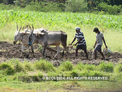 India needs to usher in Green Revolution 2.0 to promote less water-intensive crops: GTRI