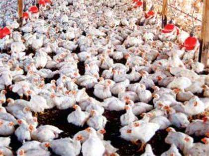Poultry droppings can generate enough gas to run a farm - The Economic Times
