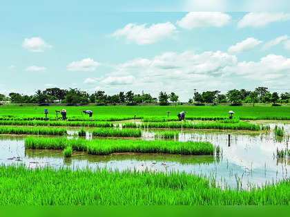 High temperatures help improve paddy quality