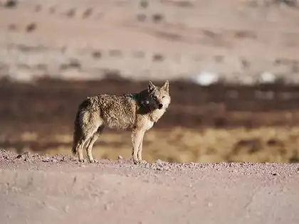 UP: Villagers kill sixth and final wolf ending months-long havoc 