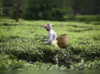 Tea Mosquito Bug Crisis: Planters Association urges immediate government intervention