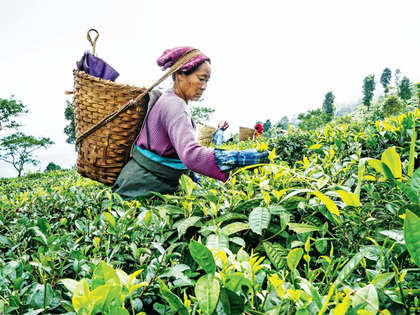 Lopchu tea: A brand that puts no stock in Harrods
