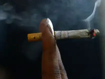 tobacco spider Quitting cigarettes made easy huntsman spider perches on top of a pack of  smokes