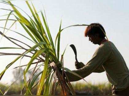 Cane scarcity may raise sugar prices