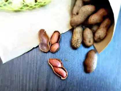 Sweet Potato Diet: Why Dubai’S Fitness Community is Switching to African Tubers. 