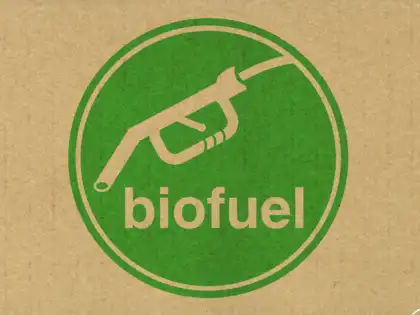 India's biofuel drive pecks at chicken farmer profits