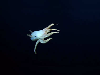 Unveiling the enigmatic Dumbo Octopus: Secrets from the abyss