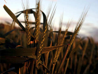 Despite record production, Indian wheat imports to continue