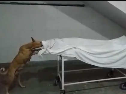 Video of dog nibbling away at dead body in Uttar Pradesh goes viral