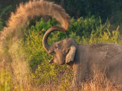 wildlife photography tips: How to become a wildlife photographer, here are  some valuable tips from expert Priyanka Agarwal - The Economic Times