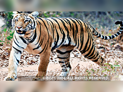 A Tiger Conservation Status Update from India