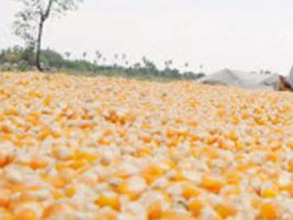 Activists oppose genetically modified  maize trials in Maharashtra