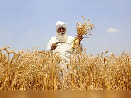 No reports of impact of rains on wheat, other crops: Agriculture ministry officials