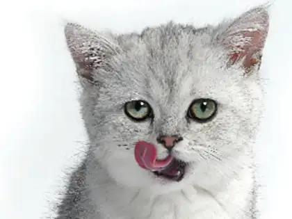 Do Cats Hiccup? Surprising Facts Every Cat Owner Should Know