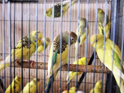 Is It Right to Keep Birds in Cages? Shocking Truth Revealed