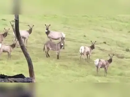 Six million donkeys slaughtered for Chinese medicine: Charity