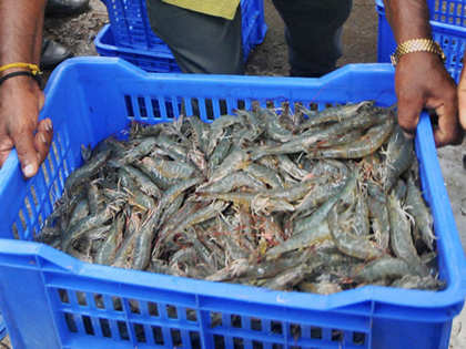 Indian seafood exports at all-time-high, record a growth of 11% over previous year