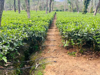 Tea exports from Andrew Yule up four fold