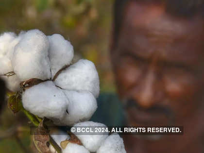Pilot study aims at quantum jump in cotton output