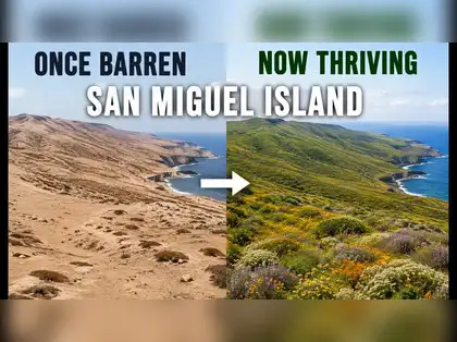 How Do Many Seeds Arrive And Grow in a Barren Landscape?