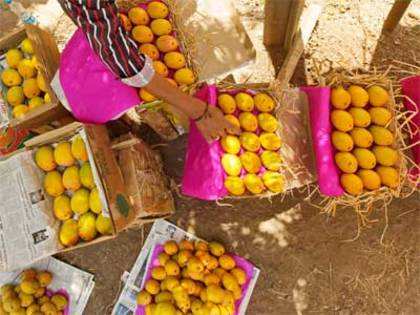 European Union bans Indian Alphonso mangoes, veggies from May 1
