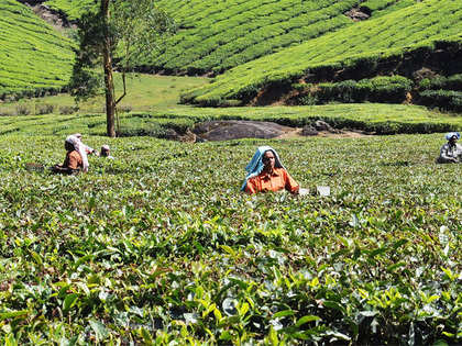 Fall in output, price brings tea companies to a boil