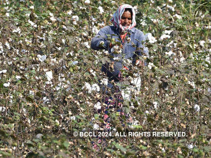 Trade body CAI cuts India’s 2021-22 cotton production estimate by 2.33%