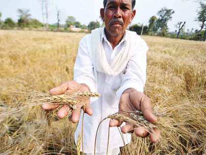 Wheat arrivals in Haryana cross 53 lakh tonne mark