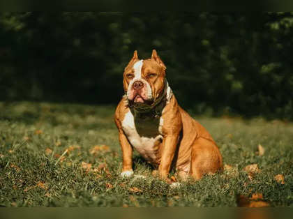 Rocko discount american bully