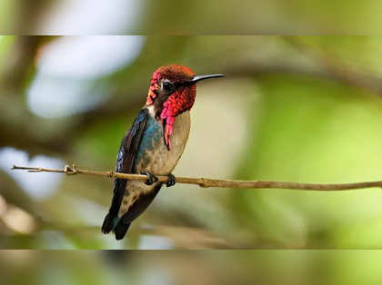 In Cuba, a haven for the world's tiniest bird