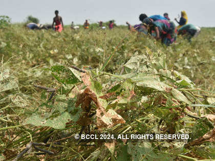 Heavy rain, pests may slash soyabean crop by 10%-12% in MP – trade body