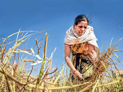 Crop planting gains momentum on monsoon surge