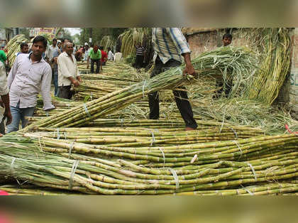 India's Oct-Nov sugar output drops as mills start late: Trade body