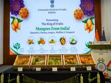 Seattle sinks its teeth into mango mania as India eyes bigger exports in juiciest diplomacy yet