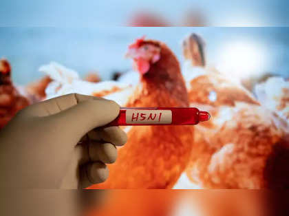 Bird flu found in western China as US combats cattle outbreak