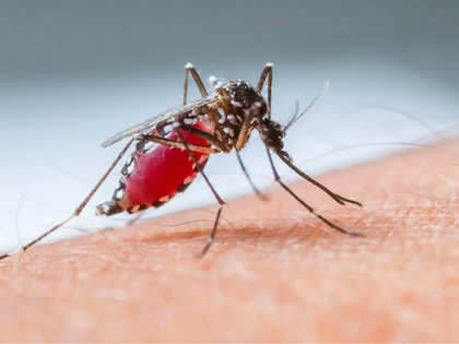 Study finds higher temperatures can make dengue virus more virulent