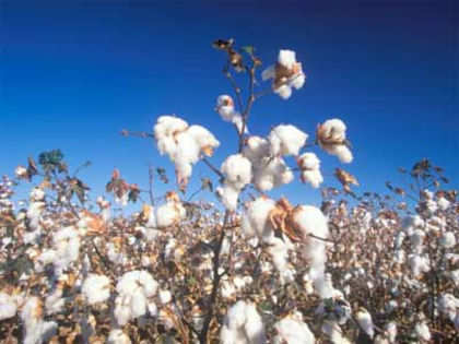 Cotton production likely to be around 378.75 lakh bales: CAI