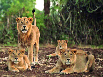 Meet the warriors who helped save the Asiatic lions of Gir