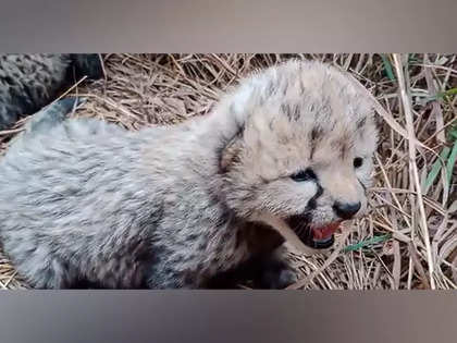 Environment minister says Namibian cheetah at Kuno gave birth to four cubs, not three