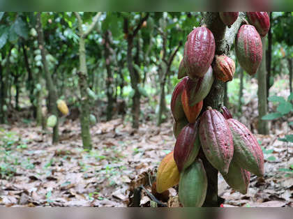 Chocolate prices are rising everywhere as cocoa rots in West Africa