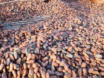 Chocolate makers stare at cocoa crunch, look for new raw materials