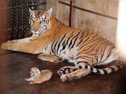 Rules shot down to kill Kerala tiger