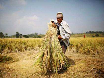 Green revolution wheat, rice varieties not drought resistant: ICAR