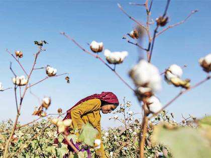 GM crops: Government should set up an independent regulator at the earliest