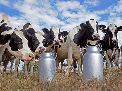 Small-holder dairying has increased rural prosperity: NDDB